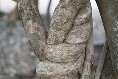 Celastrus paniculatus